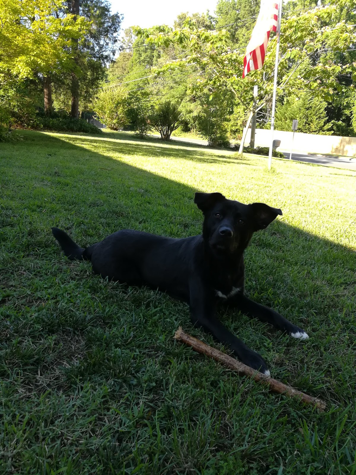 Tailwaggers Cleanup LLC - Photo 2