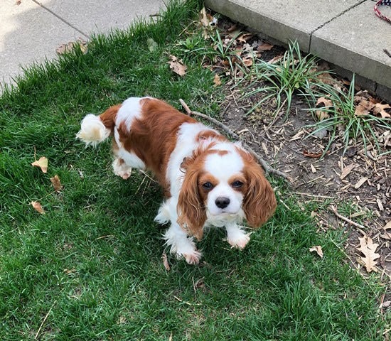 Tailwaggers Cleanup LLC - Photo 3