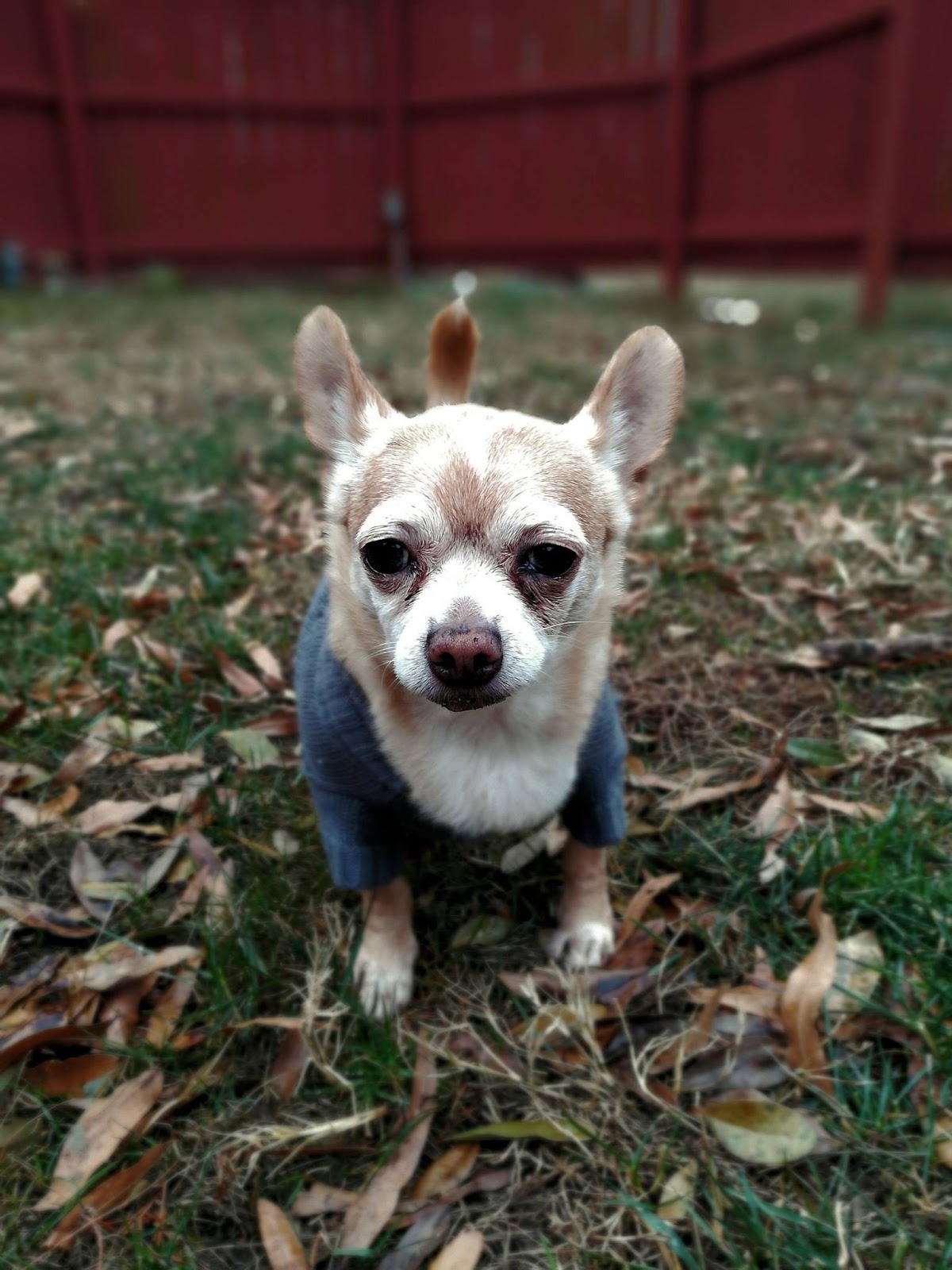 Tailwaggers Cleanup LLC - Photo 4