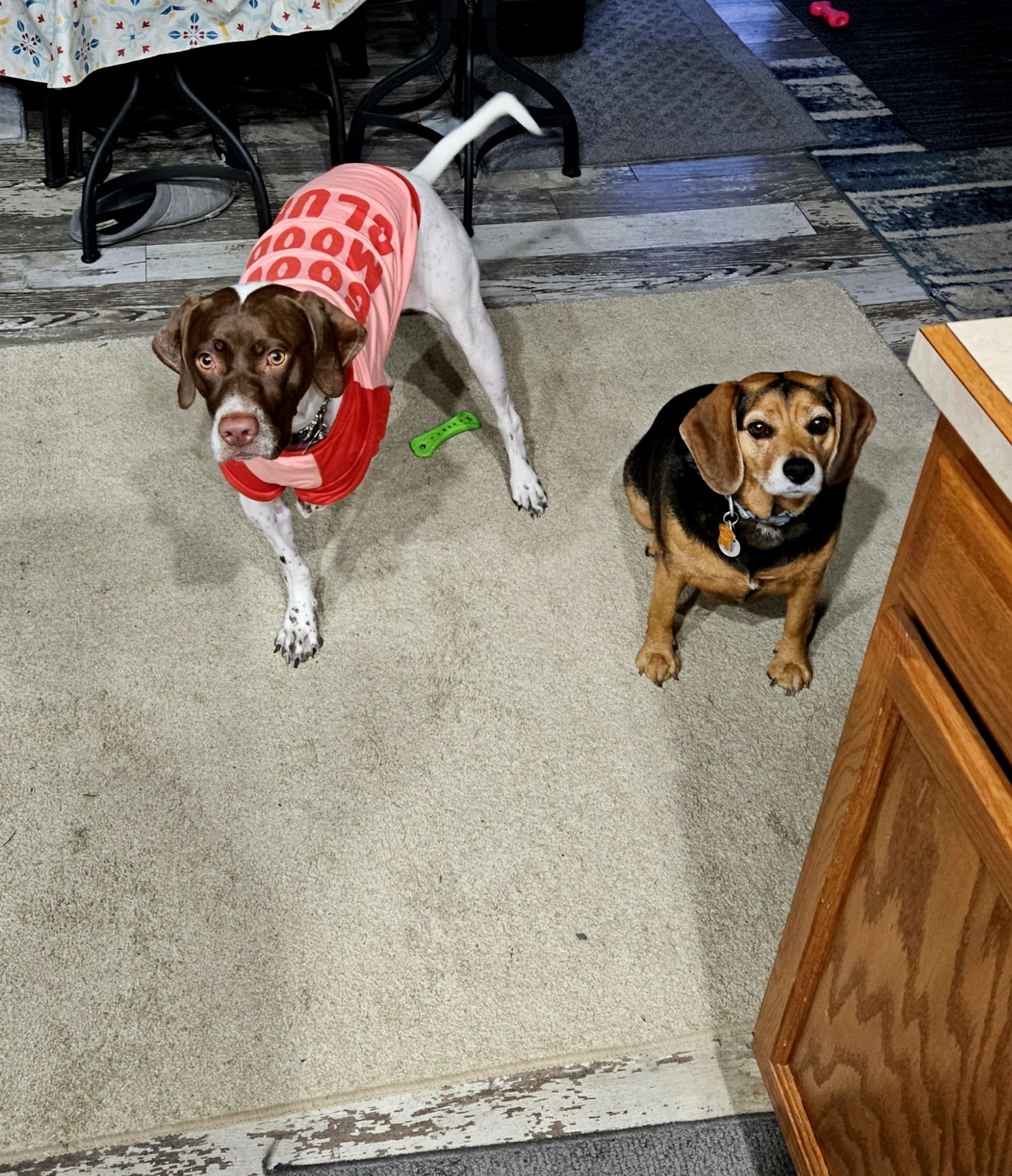 Pain in the Grass LLC - Pooper Scoopers