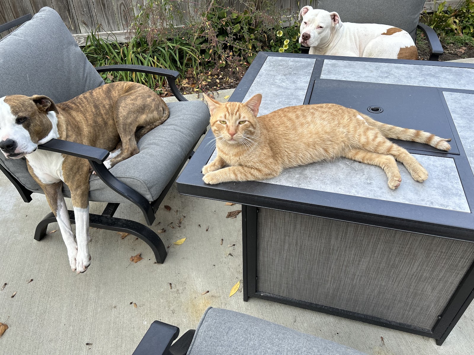 Pain in the Grass LLC - Pooper Scoopers - Photo 4