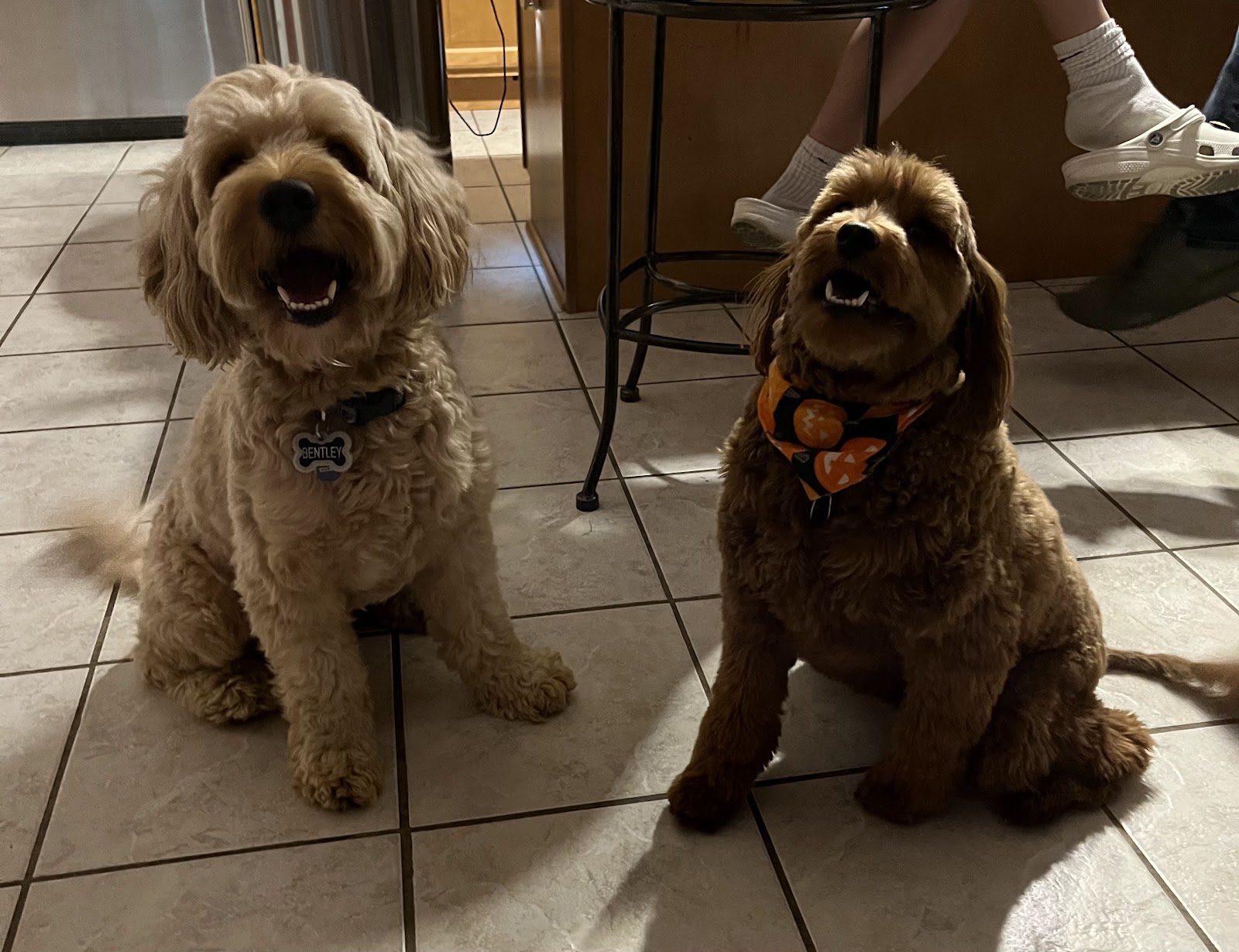 Turd Burglars Pet Waste Removal Carmel / Westfield / Zionsville / Fishers / Indianapolis - Photo 3