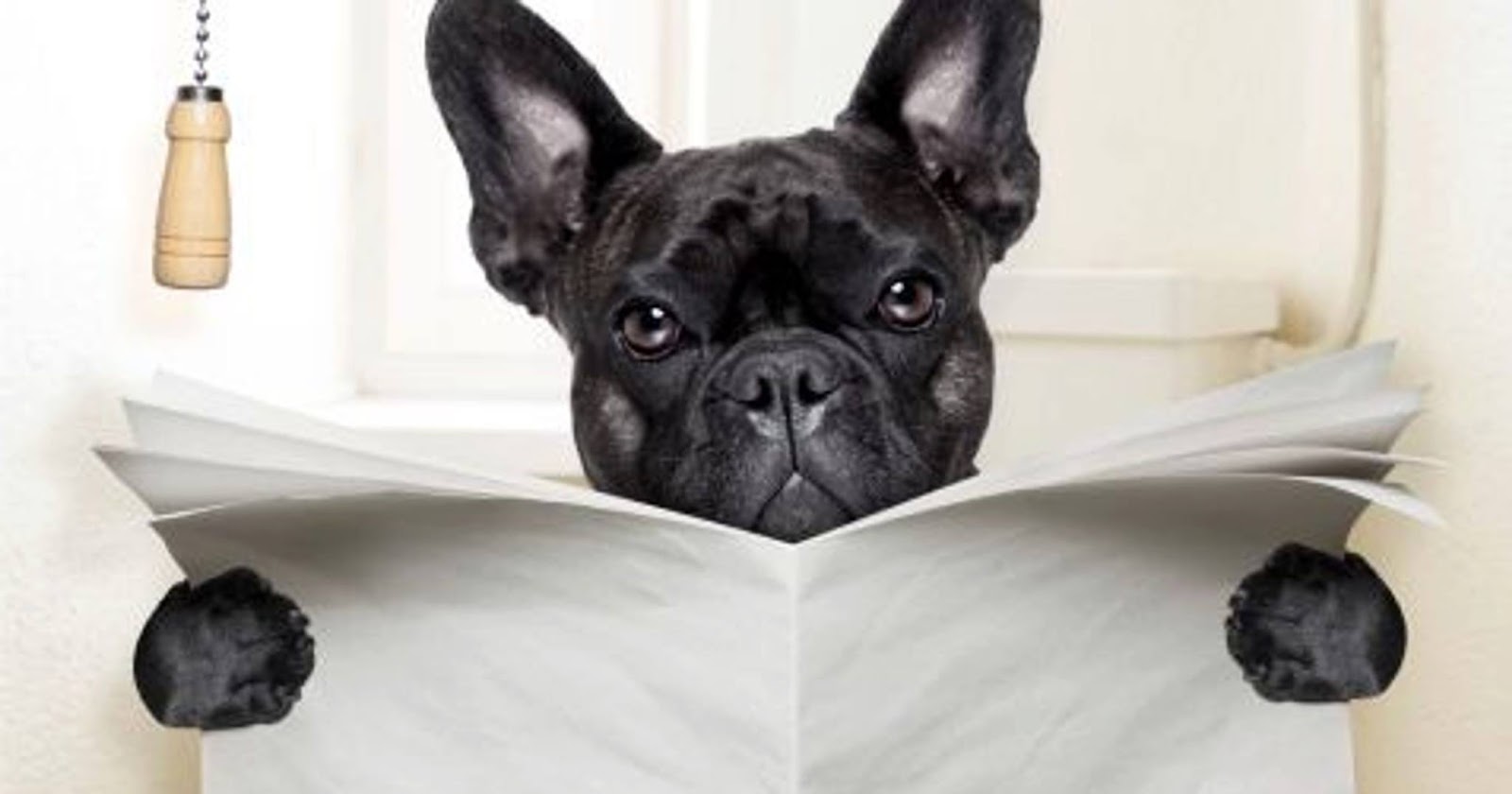 Scoop Dog Pet Waste Management