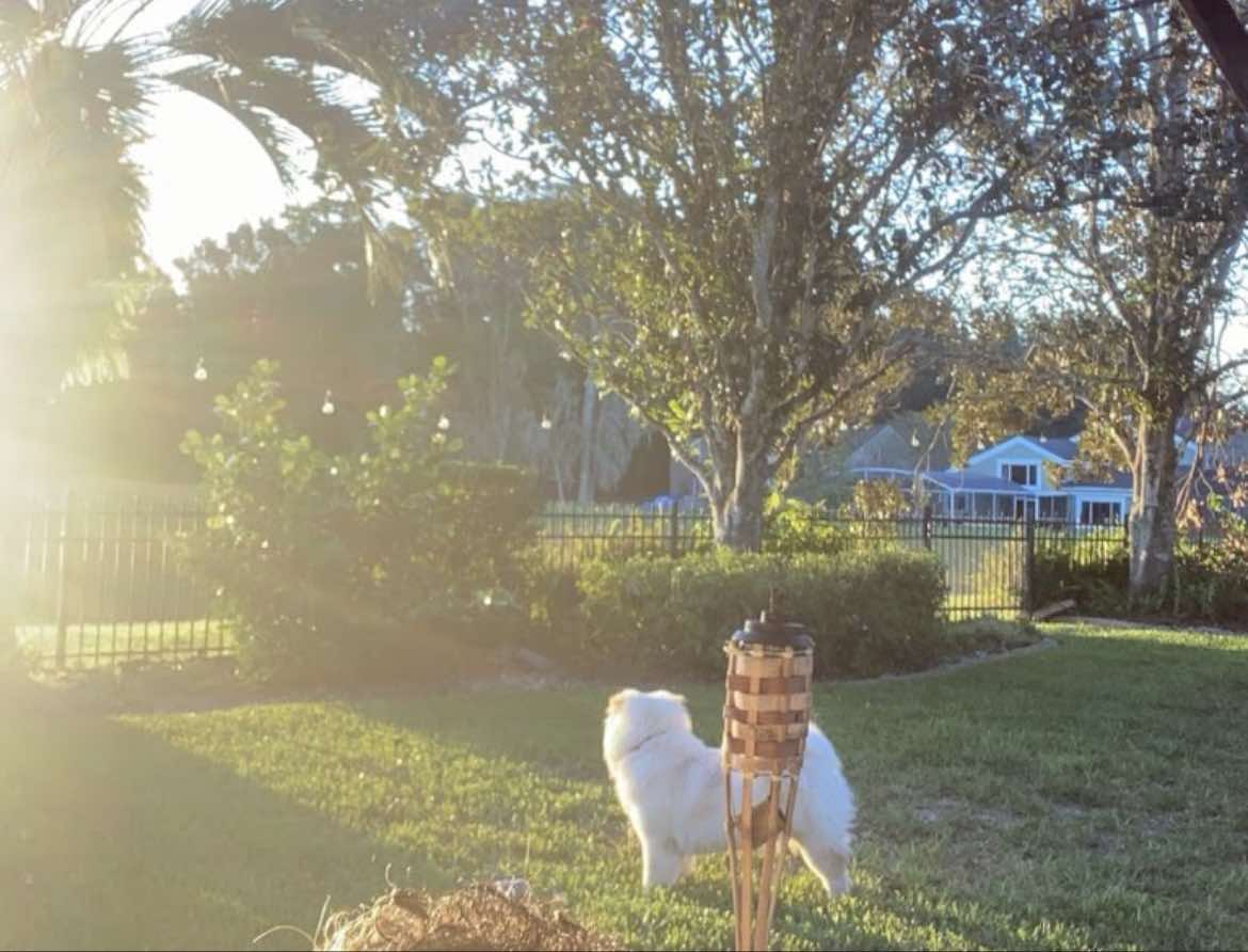 Magic Scoopers - Photo 2