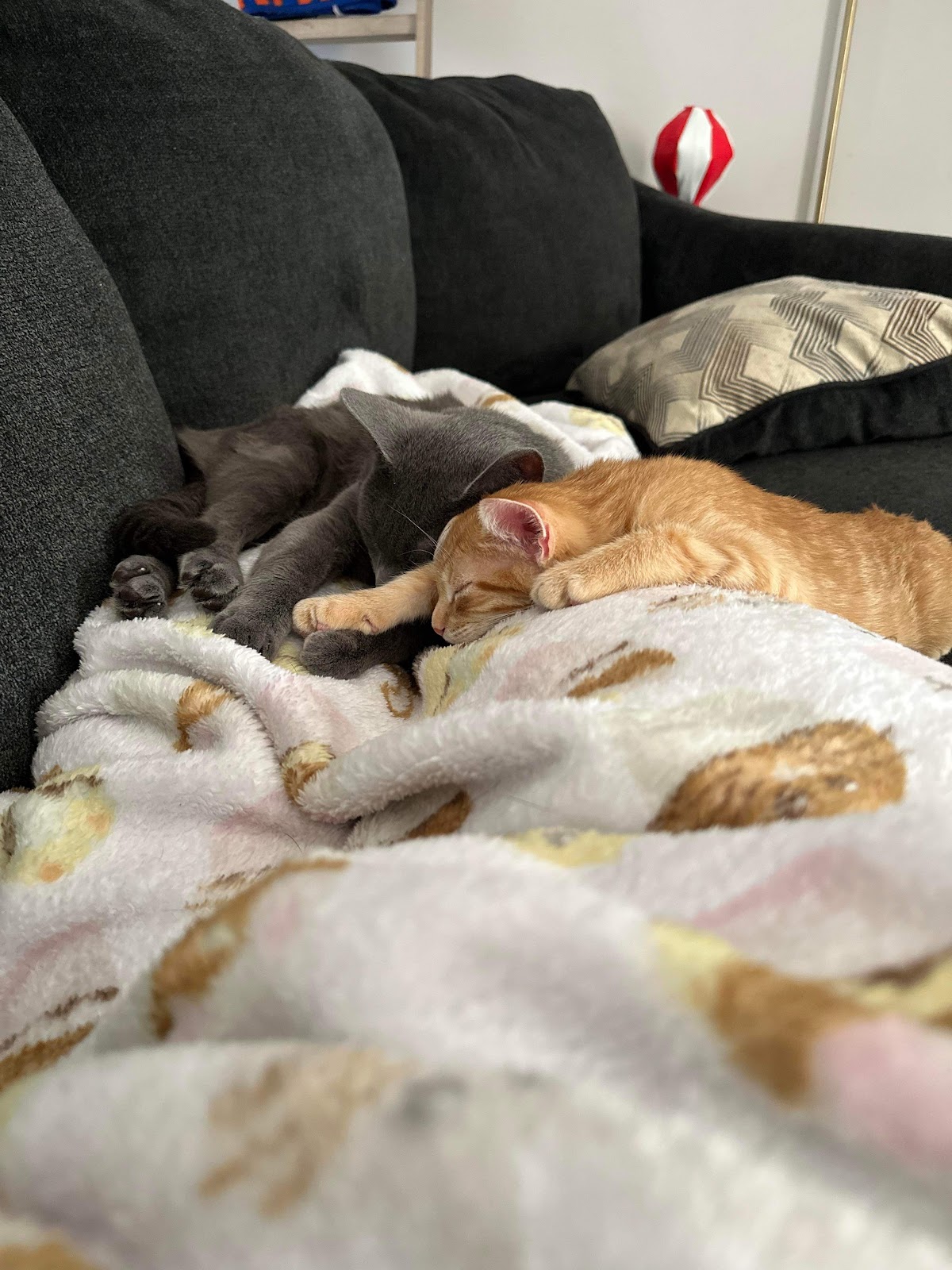 Doody Deputy - Photo 2