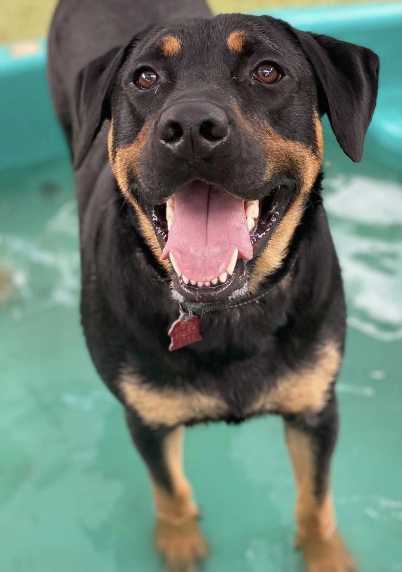 POOP 911 Boston - Photo 3