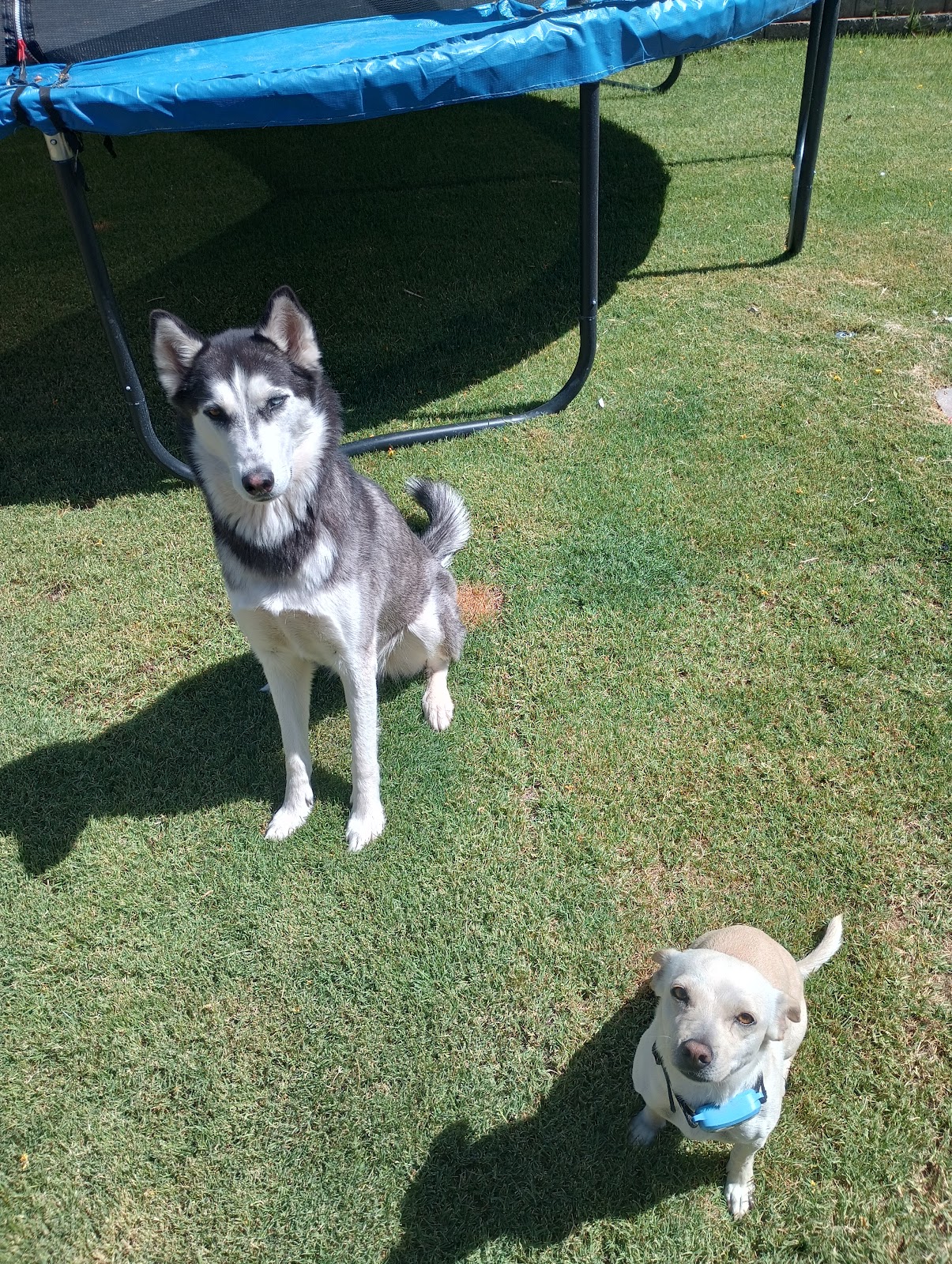 Arizona Pet Waste Removal - Photo 2