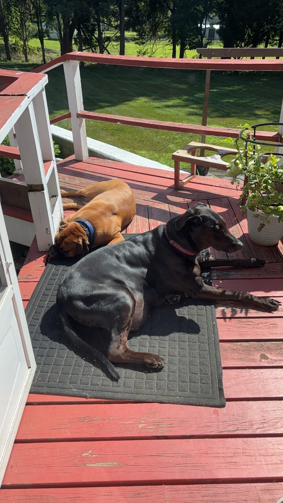 Scooper Duty - Photo 2