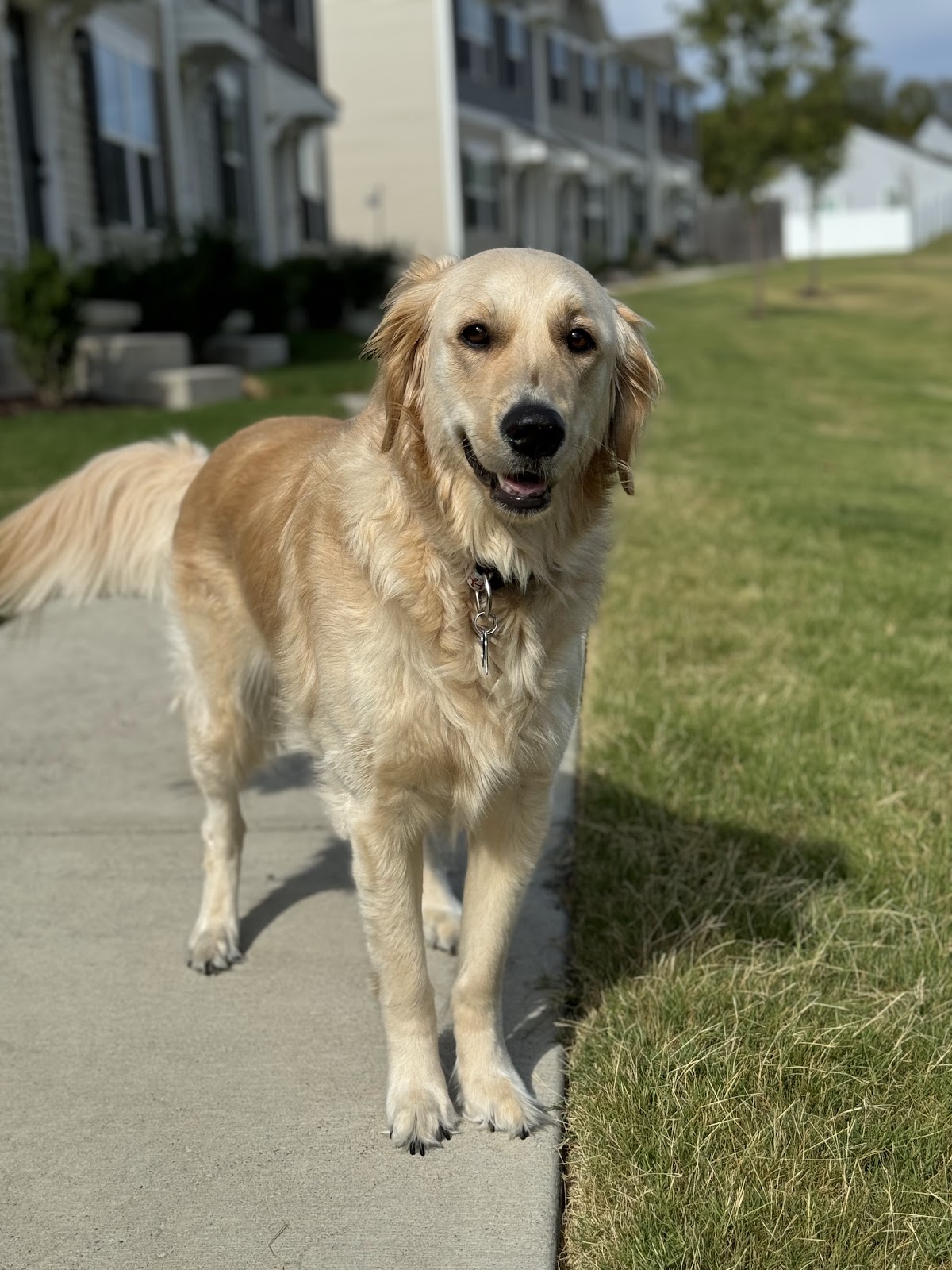 Scooper Duty - Photo 3