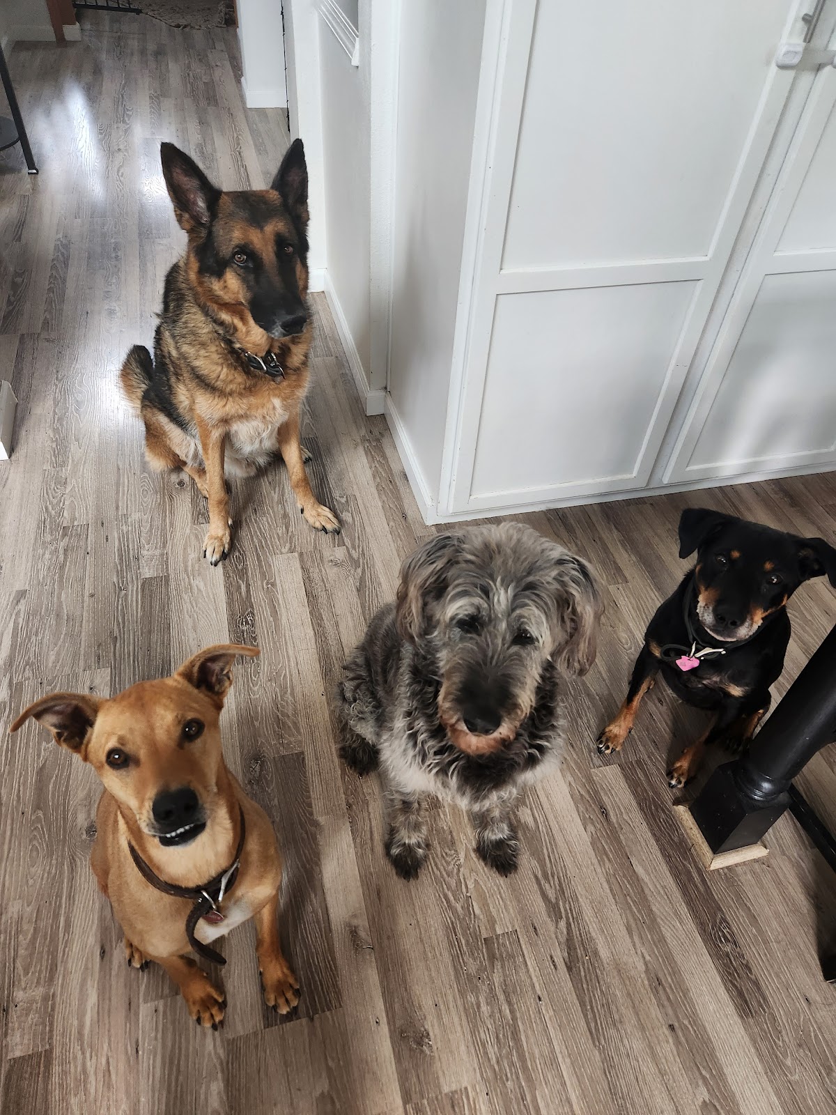 Two Sisters Scoop Pet Waste Removal