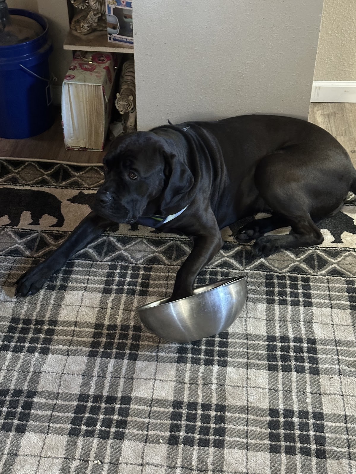 Two Sisters Scoop Pet Waste Removal - Photo 4