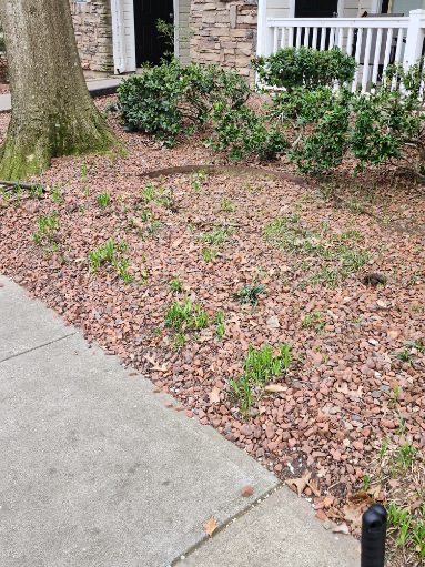 Yardsweepers - Pet Waste Services - Photo 4