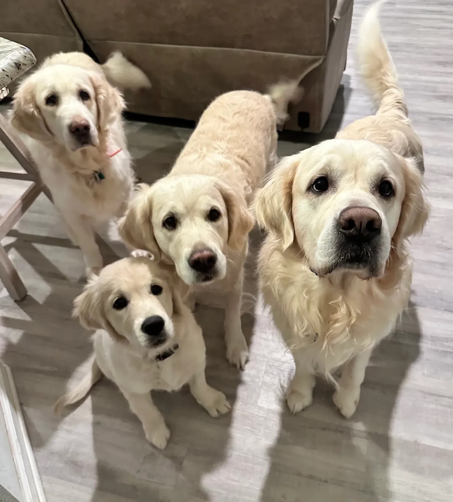 No Poop For You - Photo 4