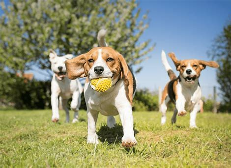 GET THE SCOOP PET WASTE REMOVAL