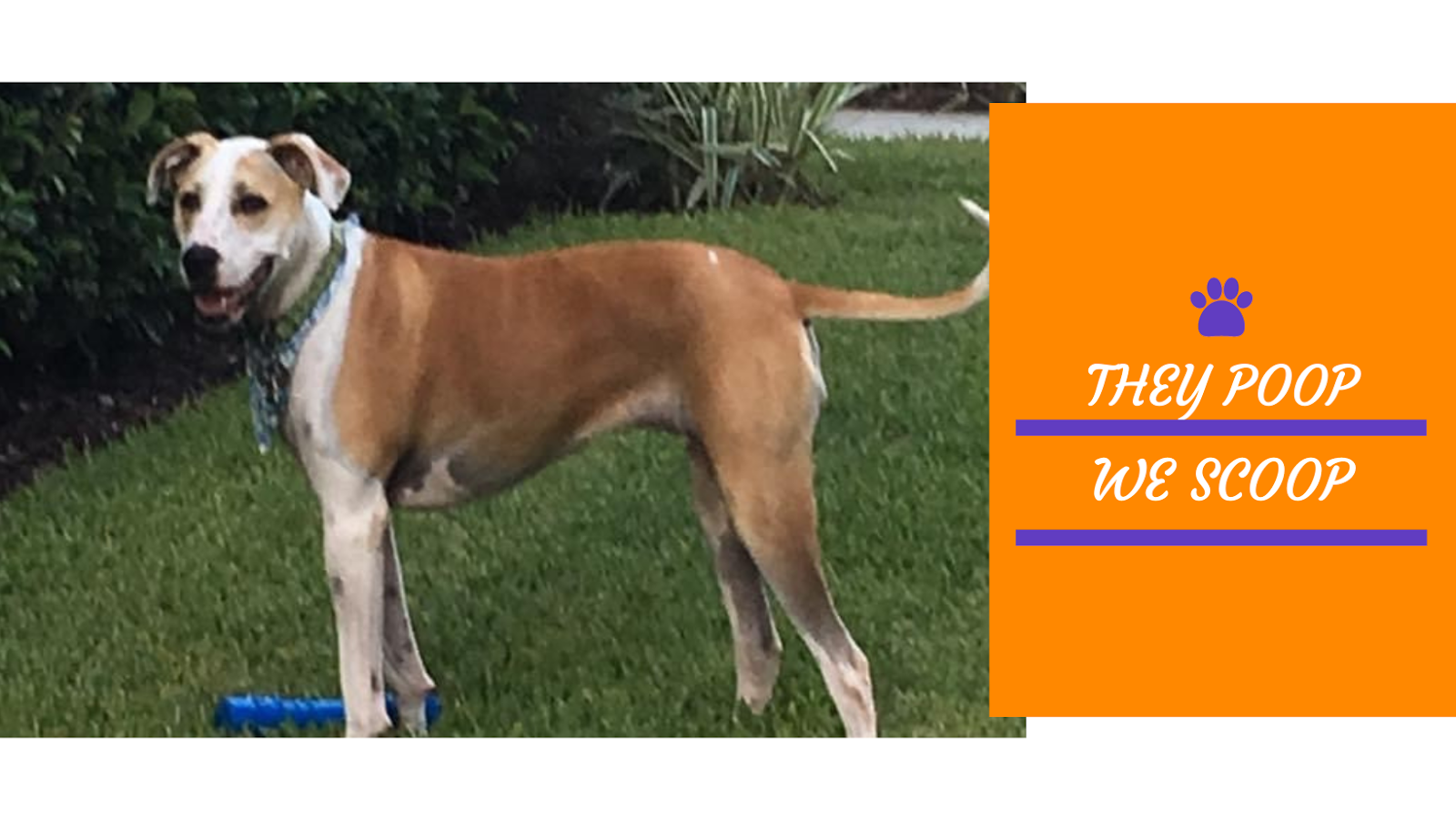 GET THE SCOOP PET WASTE REMOVAL - Photo 2