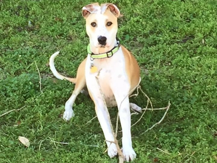 GET THE SCOOP PET WASTE REMOVAL - Photo 3