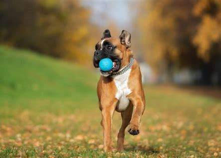 GET THE SCOOP PET WASTE REMOVAL - Photo 4