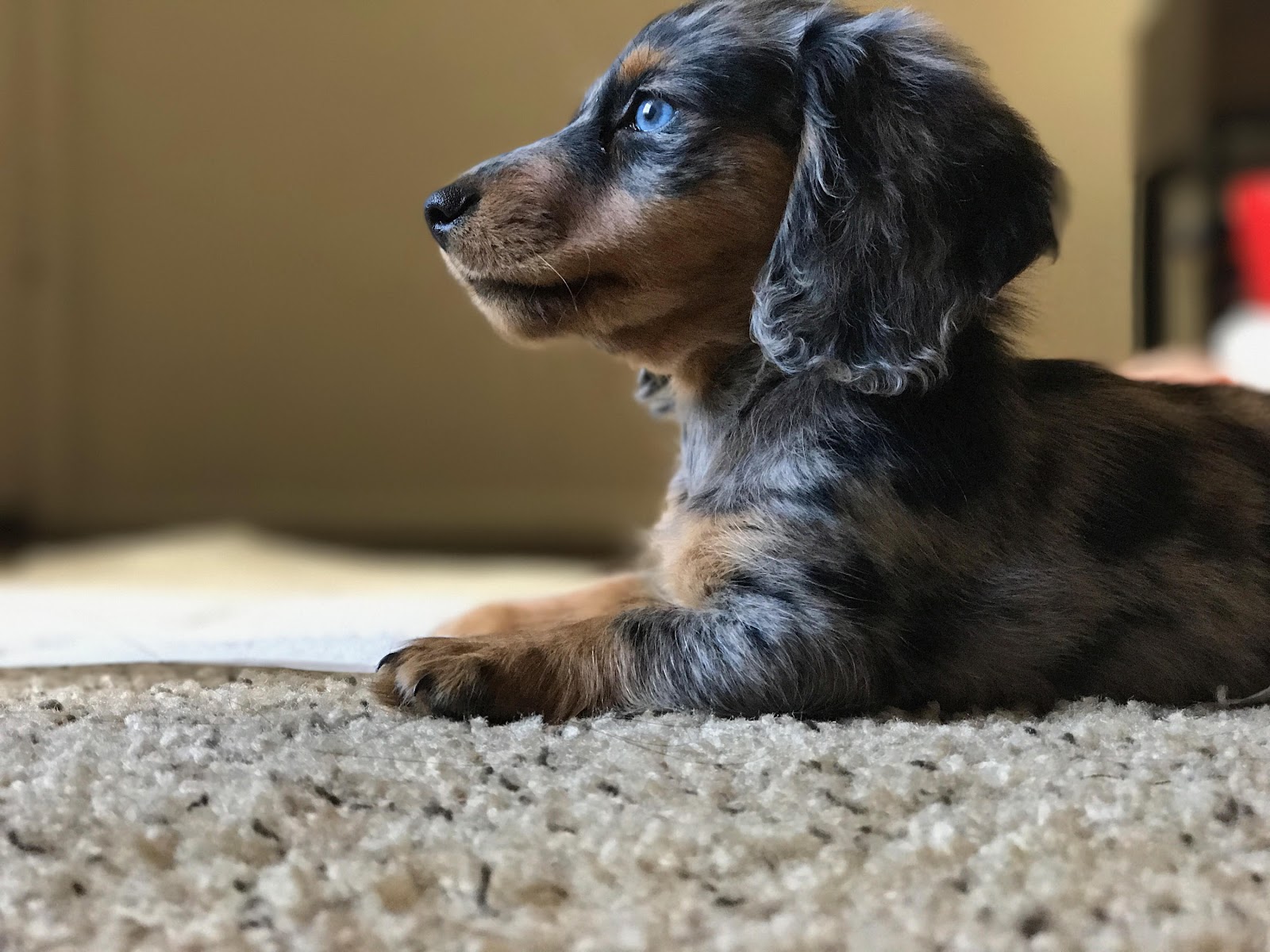 Caca Scoopers - Photo 2