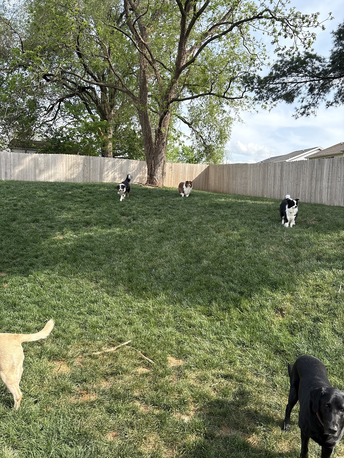 Tactical Turds - Pet Waste Removal