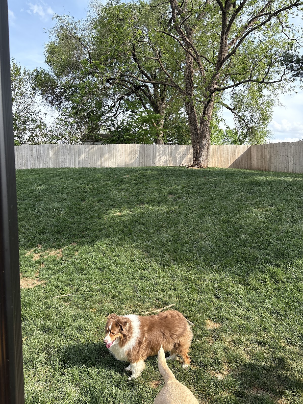 Tactical Turds - Pet Waste Removal - Photo 2