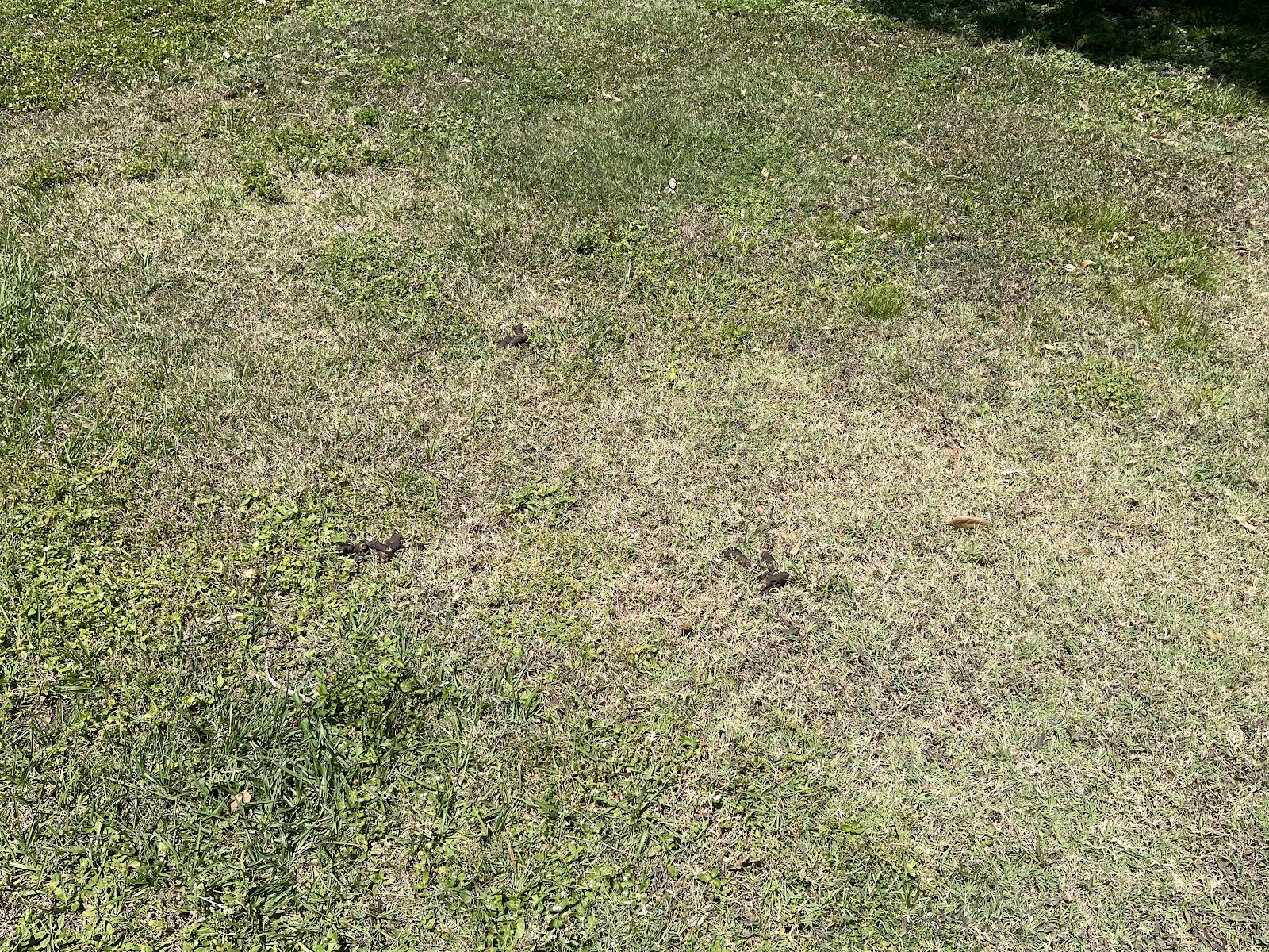 Poop Busters Pet Waste Removal Service LLC - Photo 4