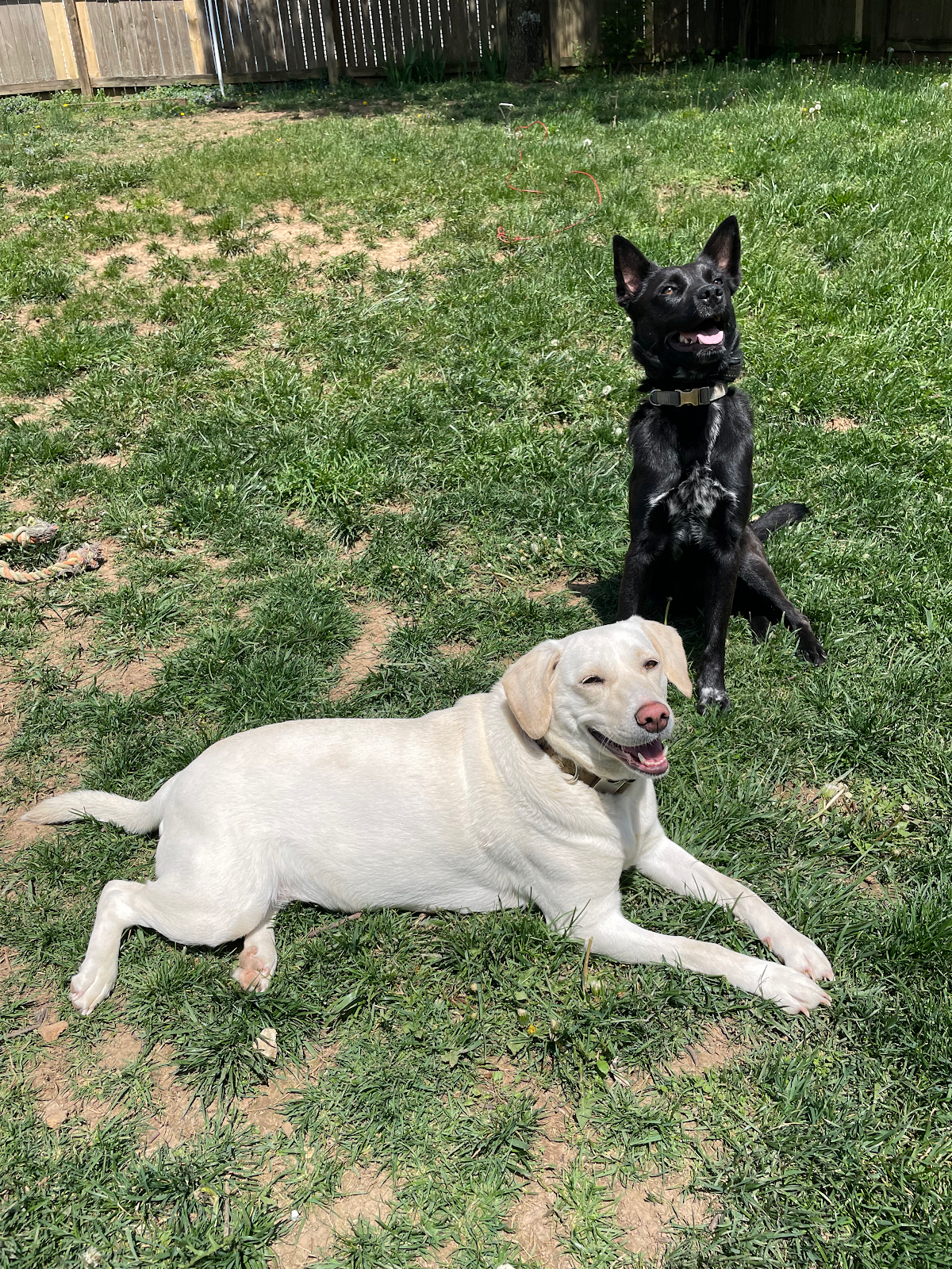 Papi Paws Poop Scoop