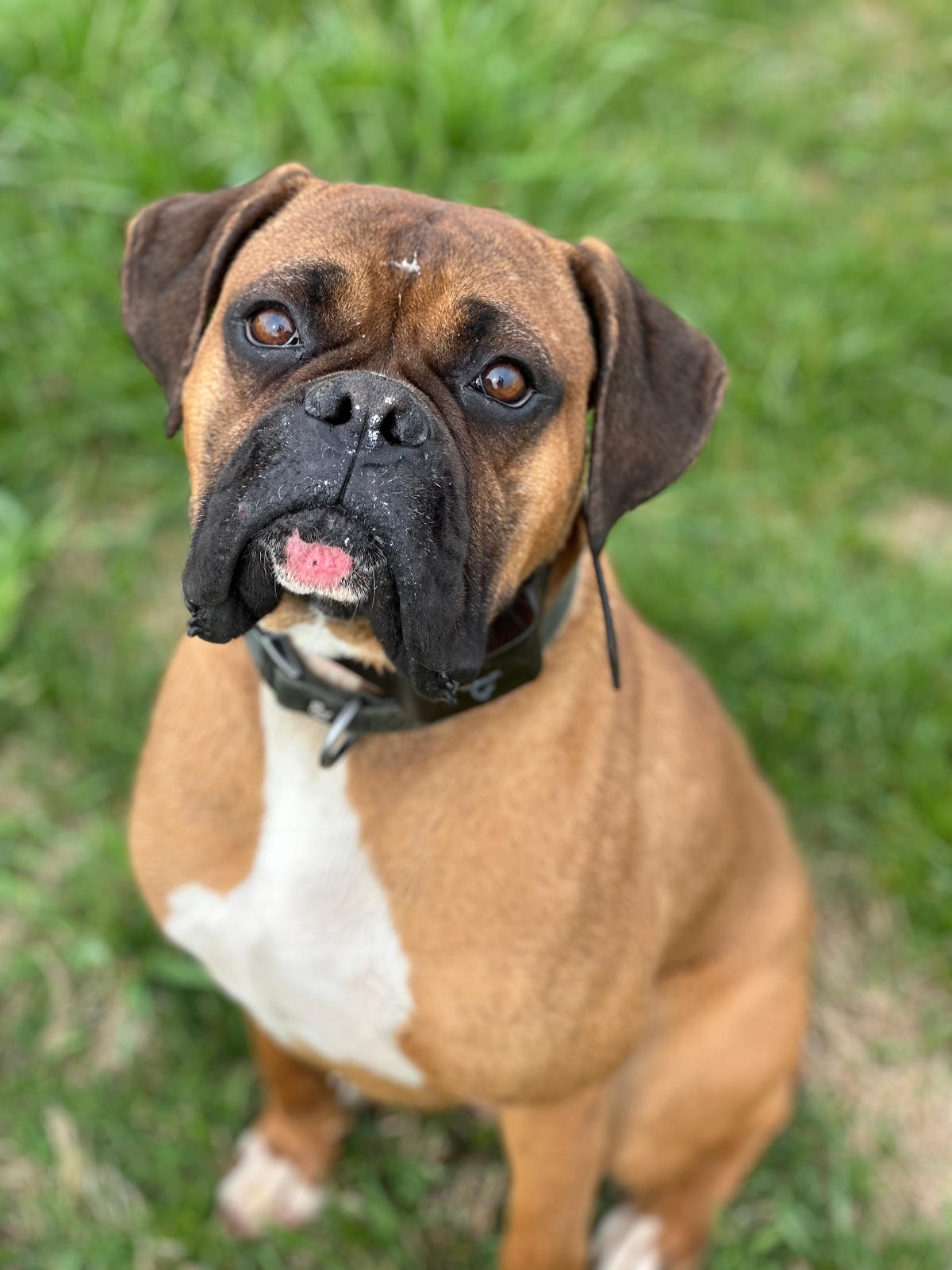 Papi Paws Poop Scoop - Photo 2