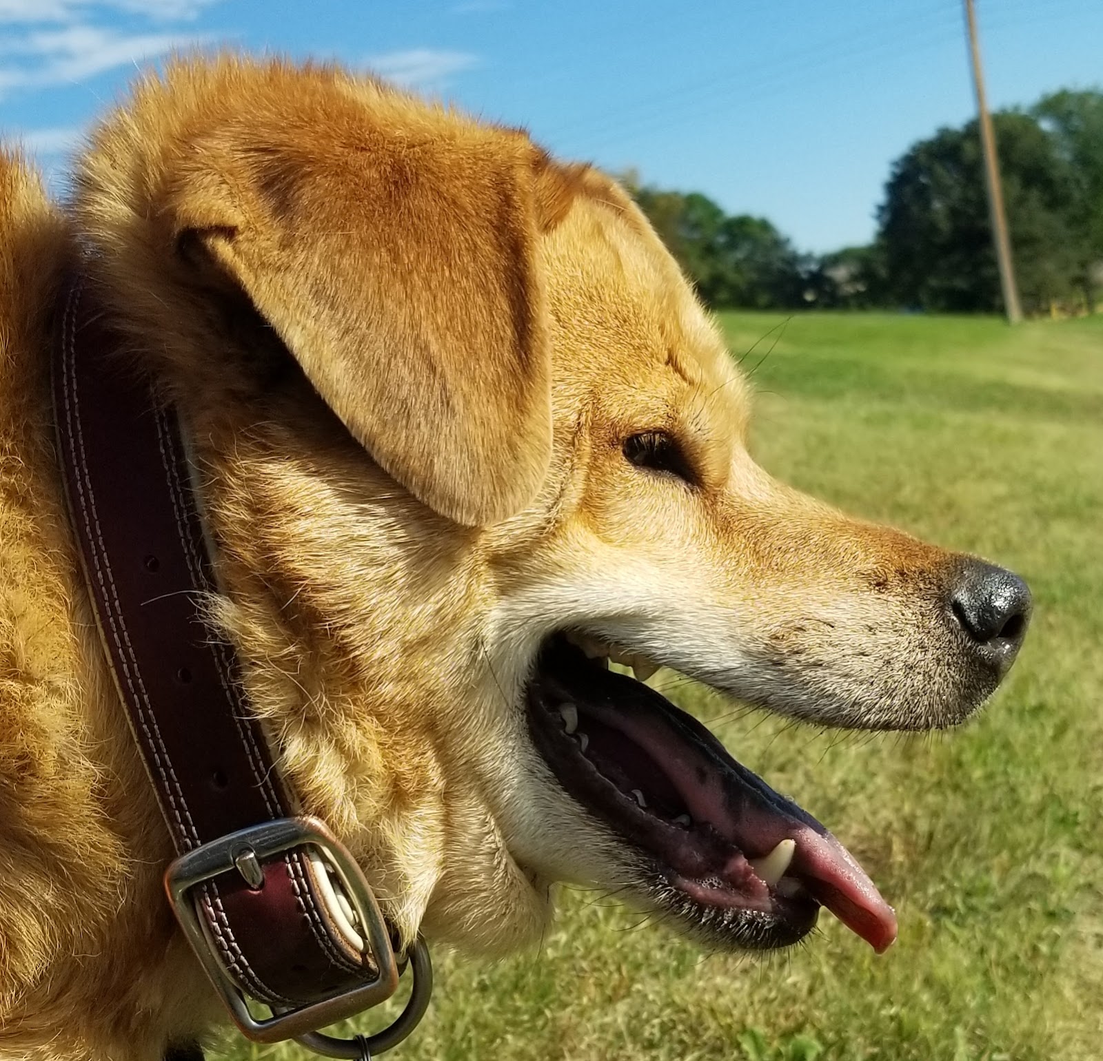 Dog Day Sunrise LLC - Photo 3