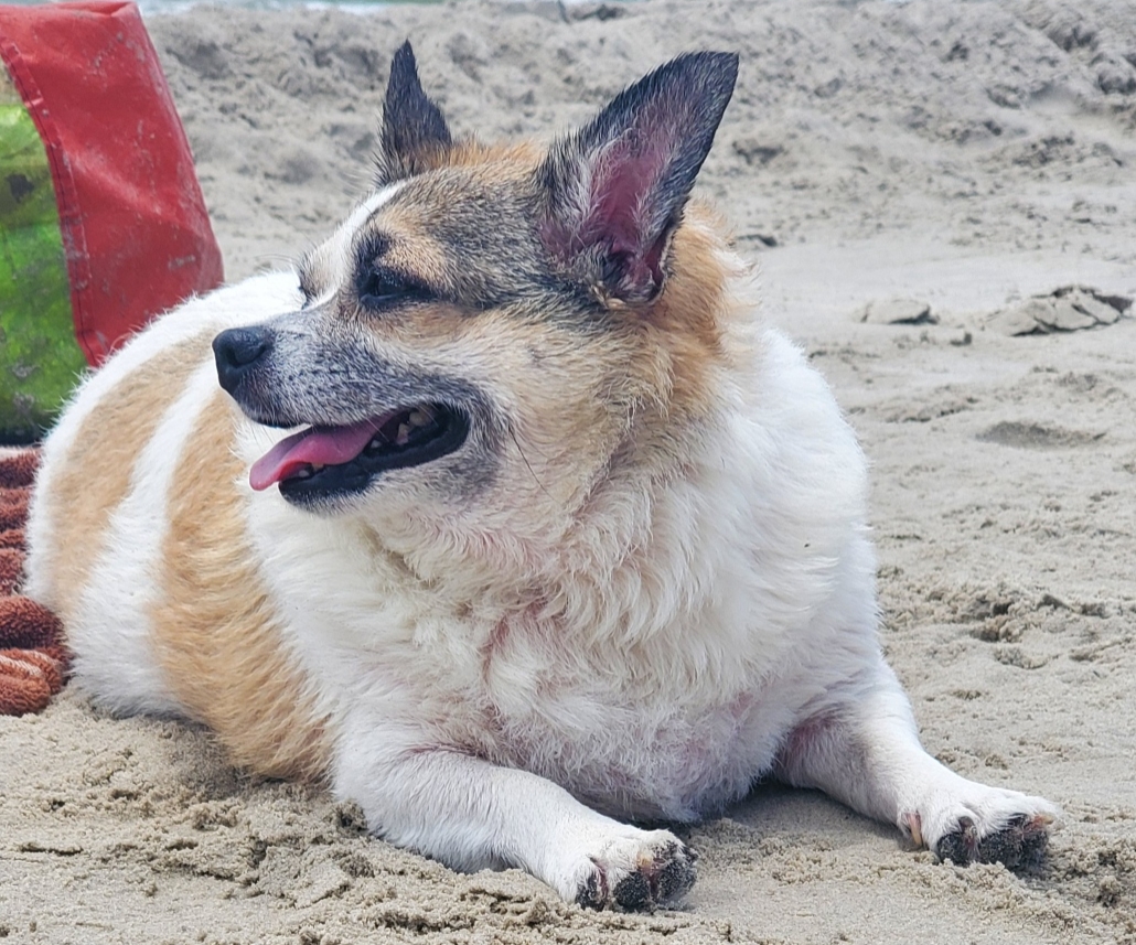 Dog Day Sunrise LLC - Photo 4