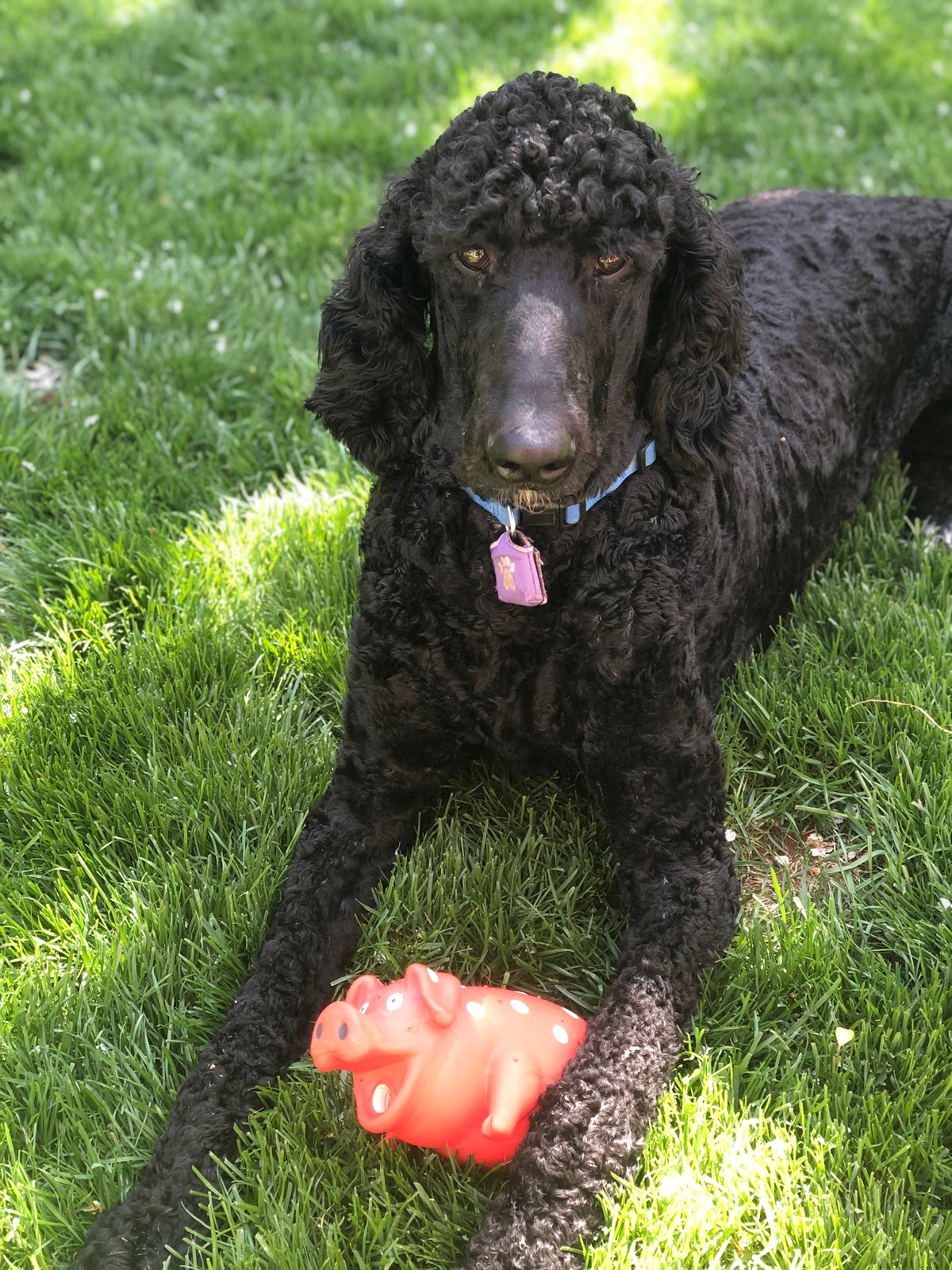 Pinky's Pooper Scoopers - Photo 3