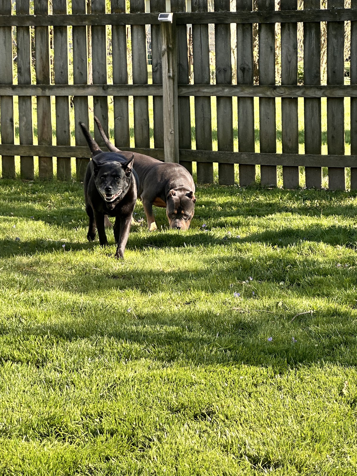 The Poo Patrol Pros - Poop Scooper In Columbus - Photo 2