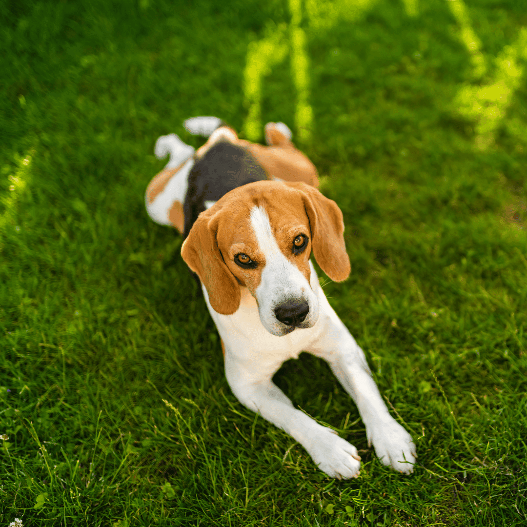 Doody Free Dog Waste Removal Services - Photo 3