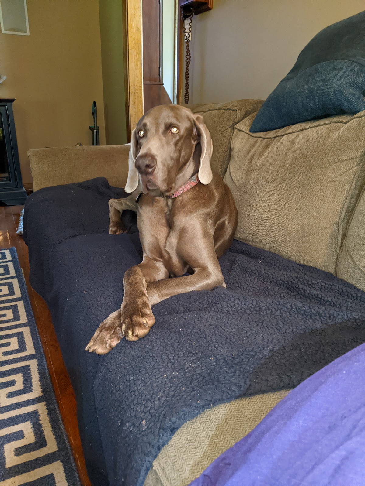 DoodyCalls of East Tennessee - Photo 3