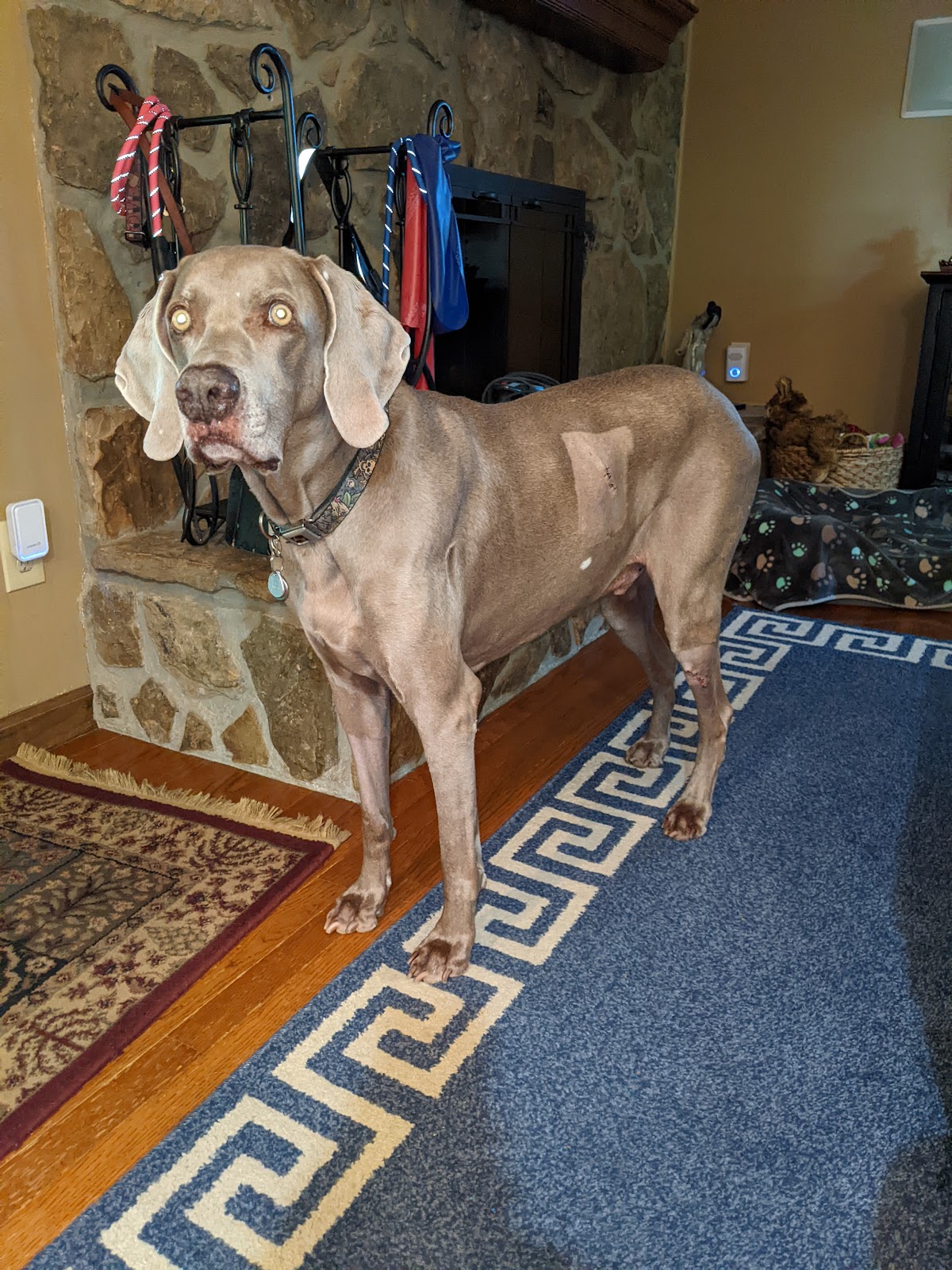 DoodyCalls of East Tennessee - Photo 4