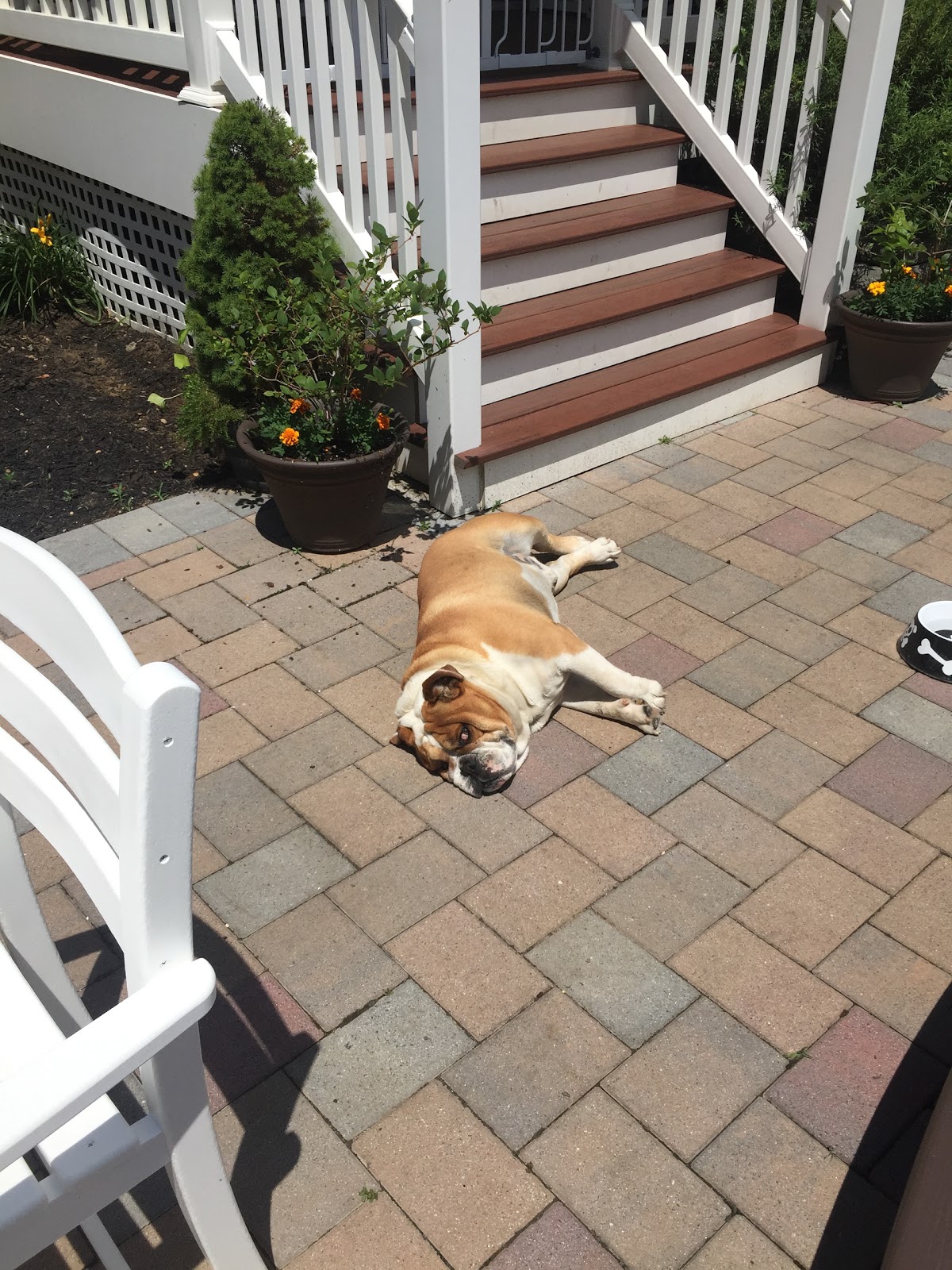 Doody Free pet waste clean up