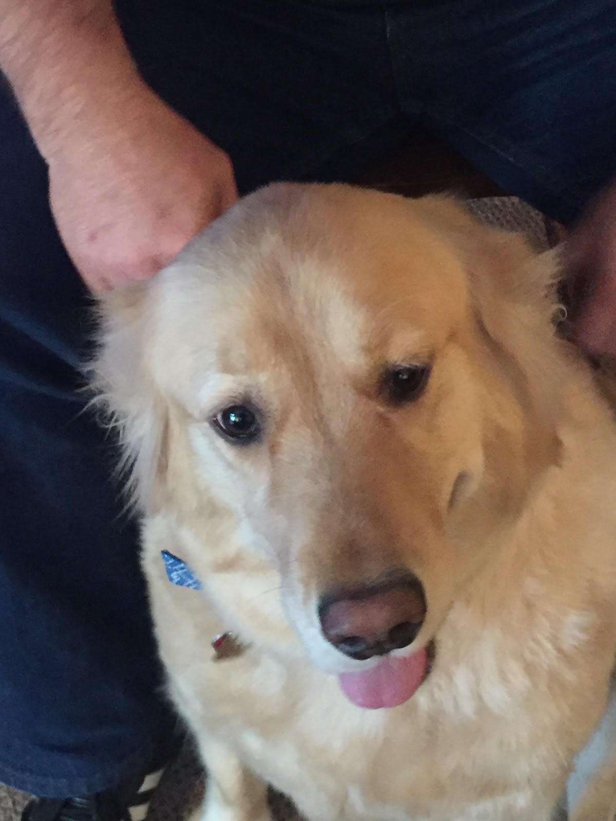 Doody Free pet waste clean up - Photo 2