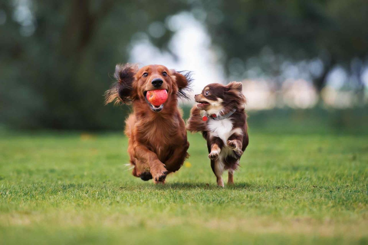 One Stop Dog Scoopers