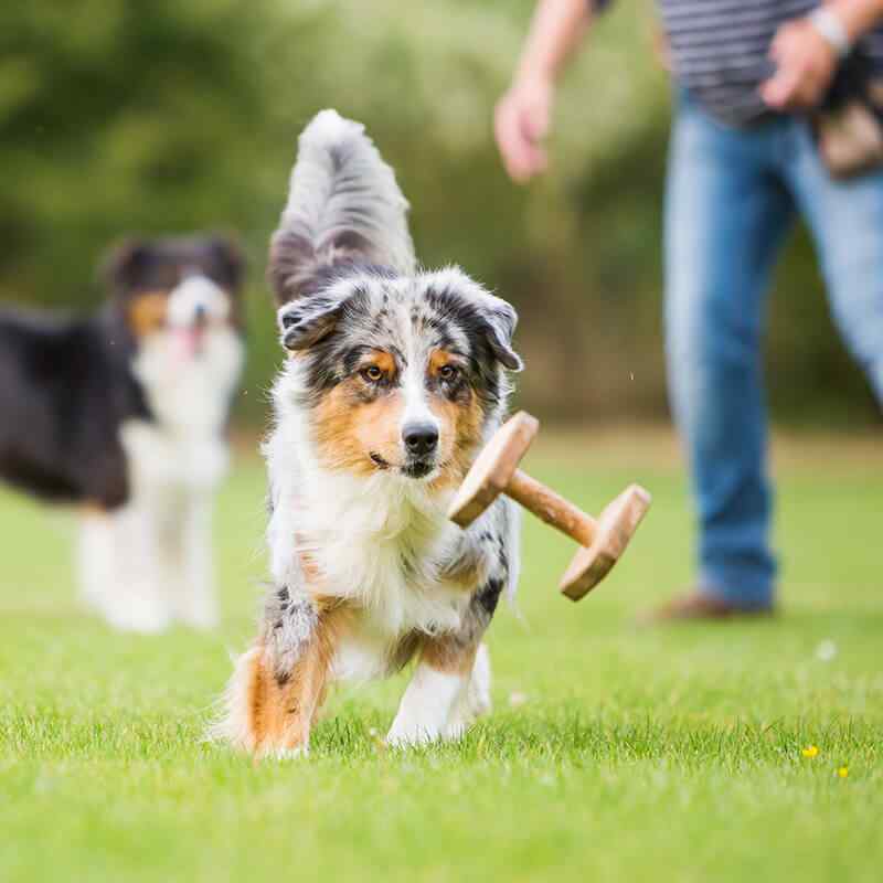 One Stop Dog Scoopers - Photo 2