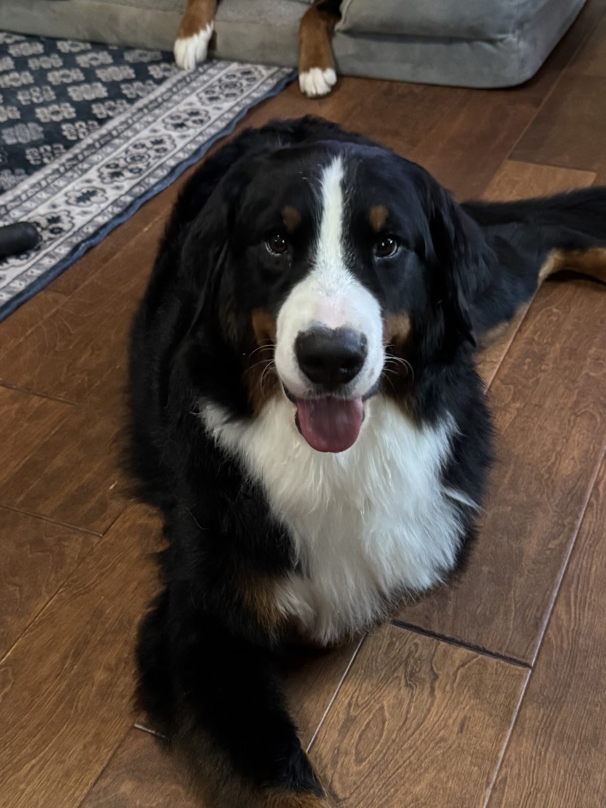 Easy Scoops - Photo 3