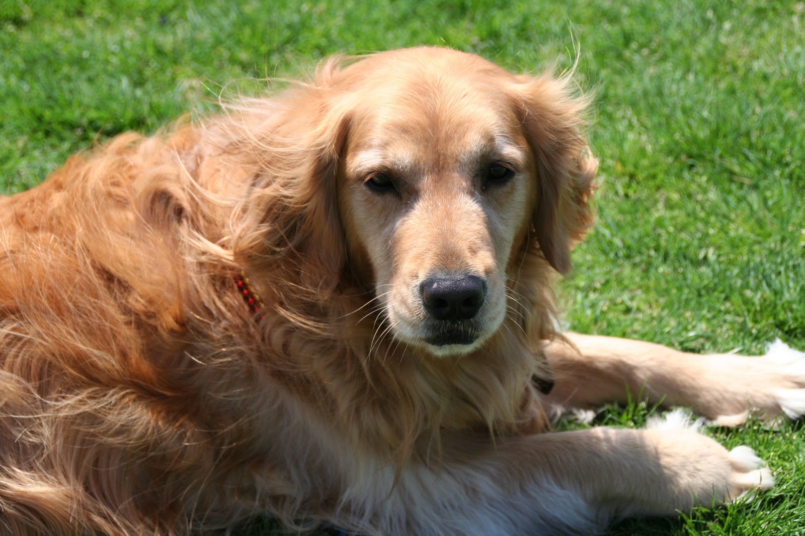 Bay Area POOP 911 - Photo 3