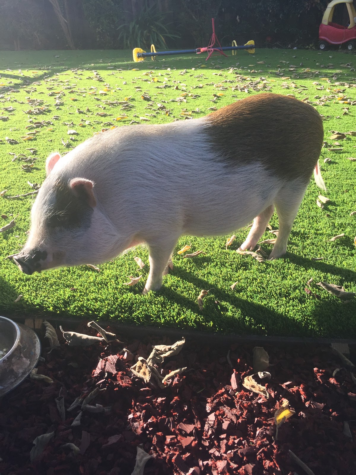 Bay Area POOP 911 - Photo 4