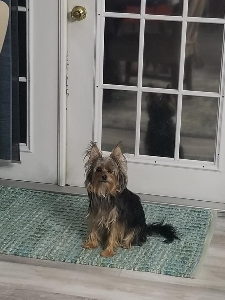 Back's Yard Poop Scoopers - Photo 3