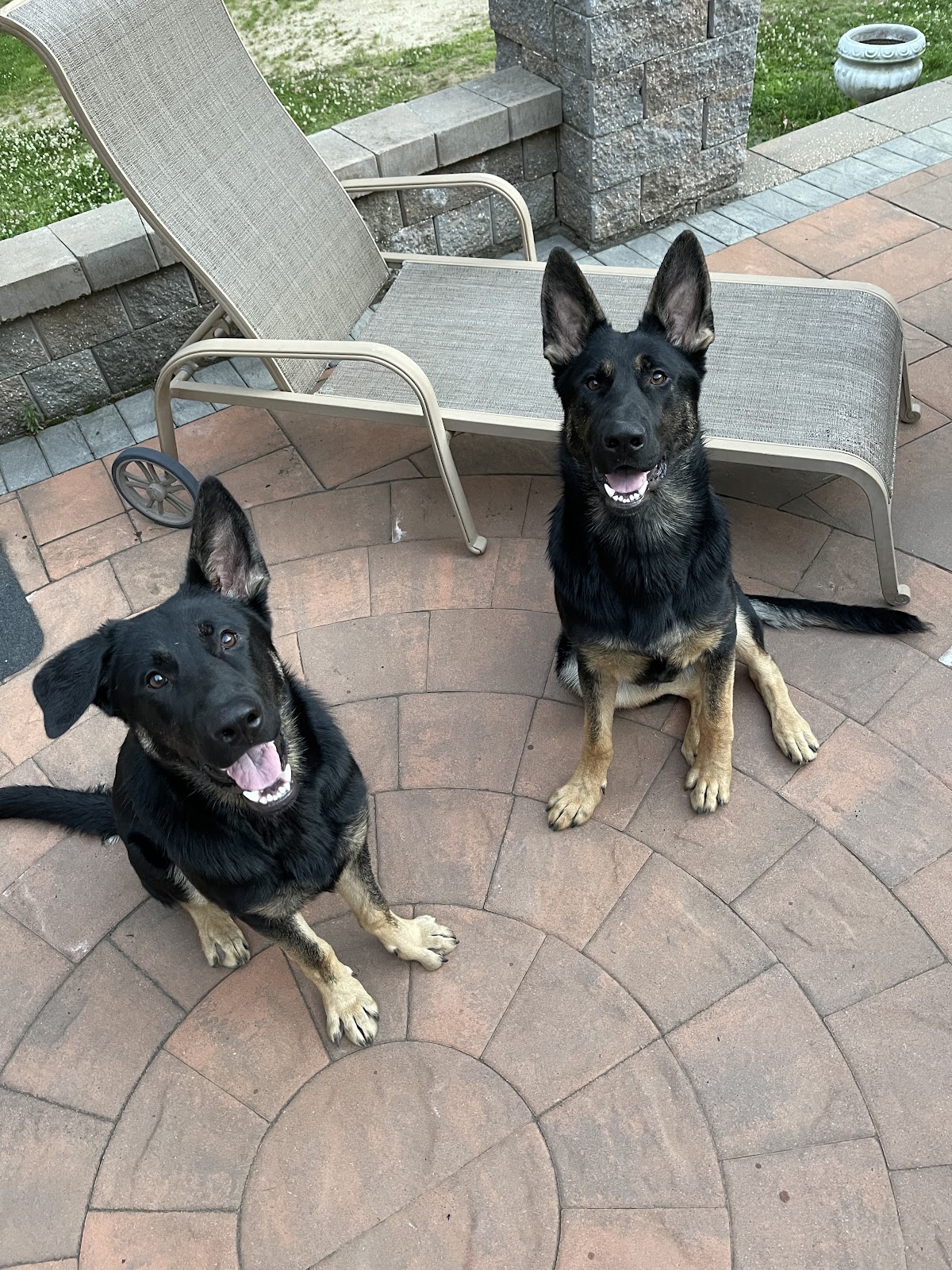 K9 Doodie Patrol Monmouth/Ocean County - Photo 3