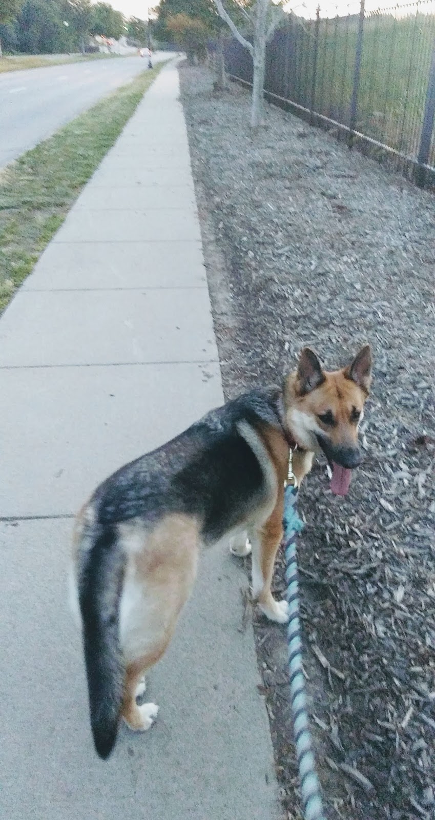 West Omaha Dog Waste Removal