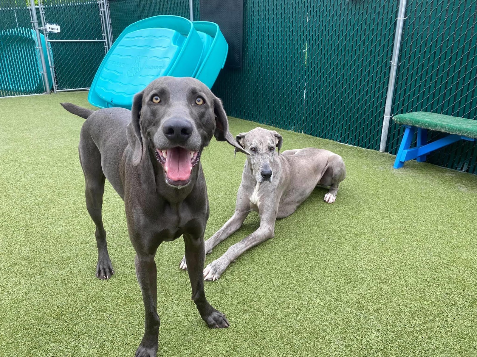 Tampa Bay Poo Patrol - Photo 2