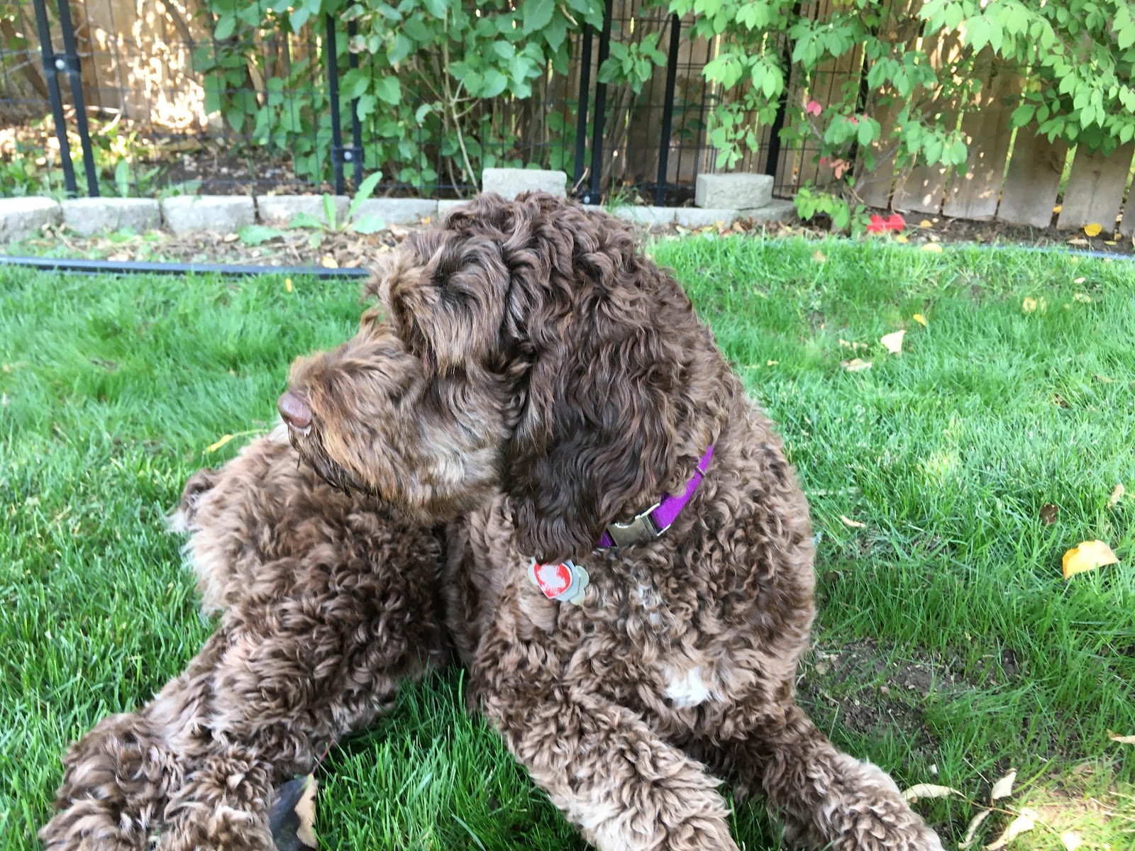 Yard Scooping Services - Photo 2