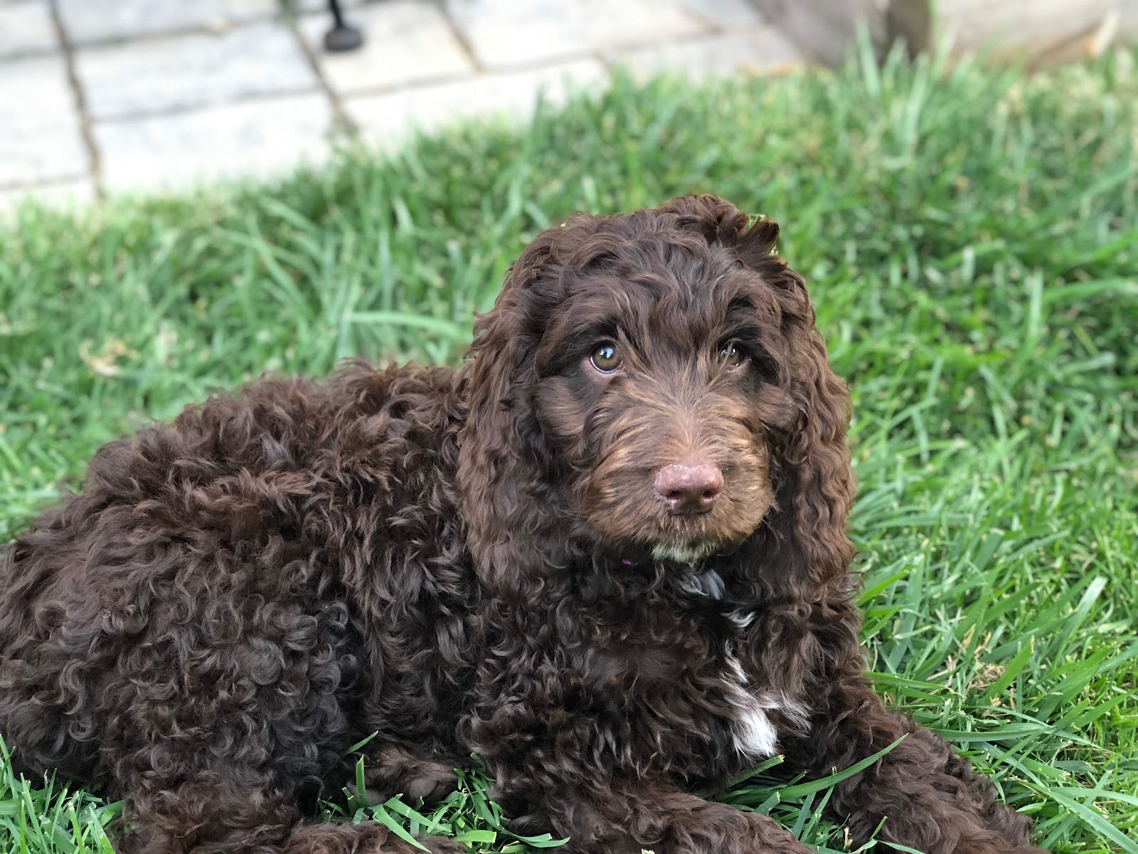 Yard Scooping Services - Photo 4