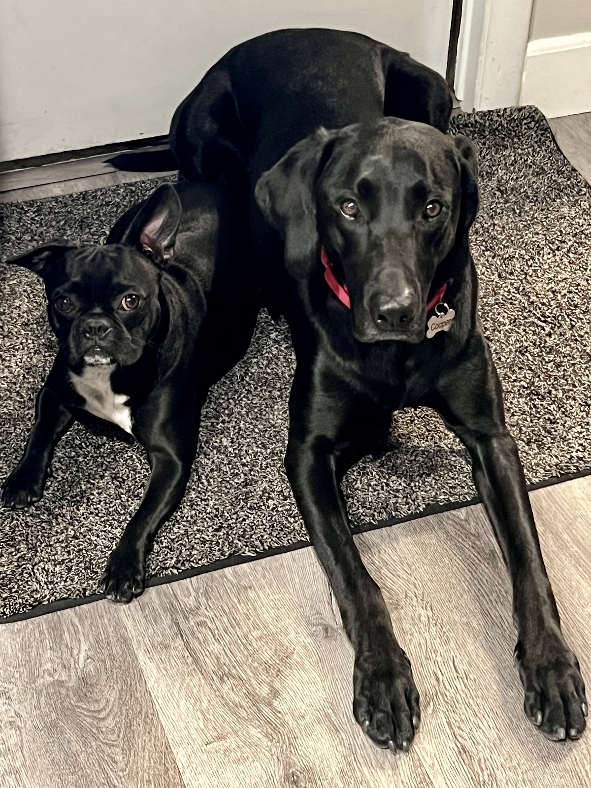 YardFresh Pet Waste Management - Photo 3