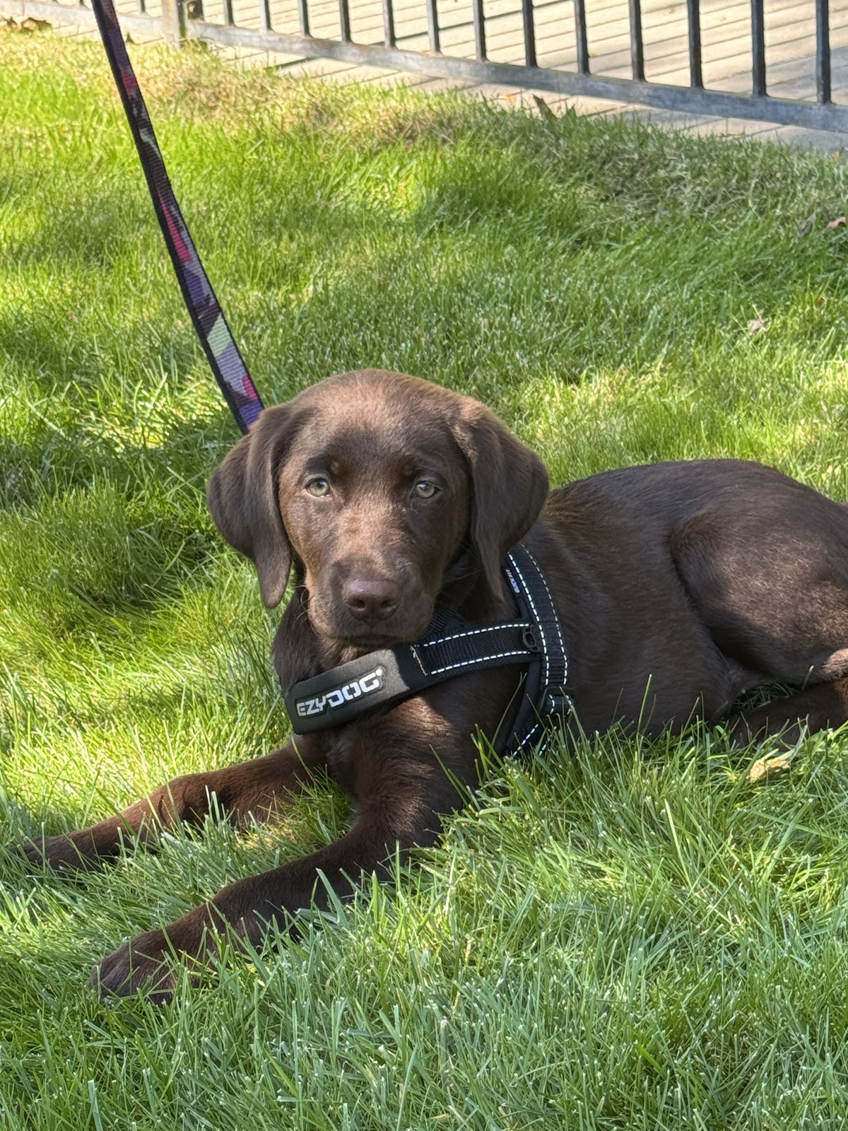 Dog Waste Depot - Photo 4