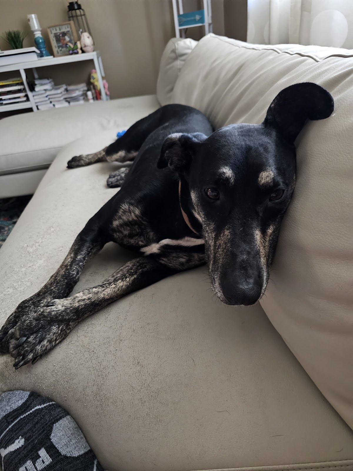 Puppy Pooper Pick Up